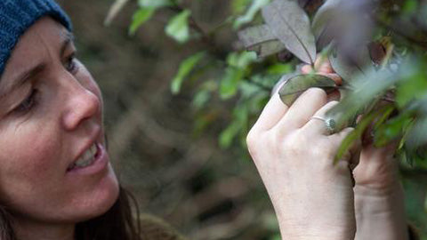 Horopito 'The Pepper Tree' - What It Is And How To Use It