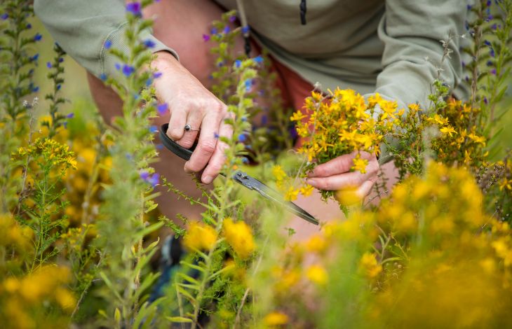 How You Can Use St John’s Wort For Depression