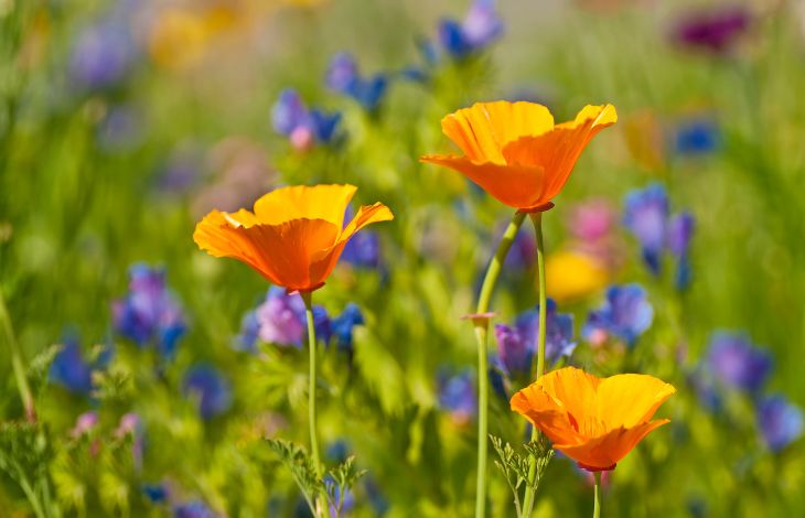 5 Reasons You Need To Start Using Californian Poppy This Summer