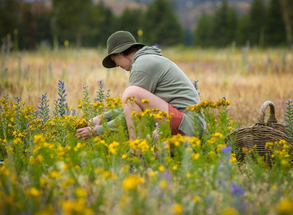 5 Easy Ways To Start Wild Foraging