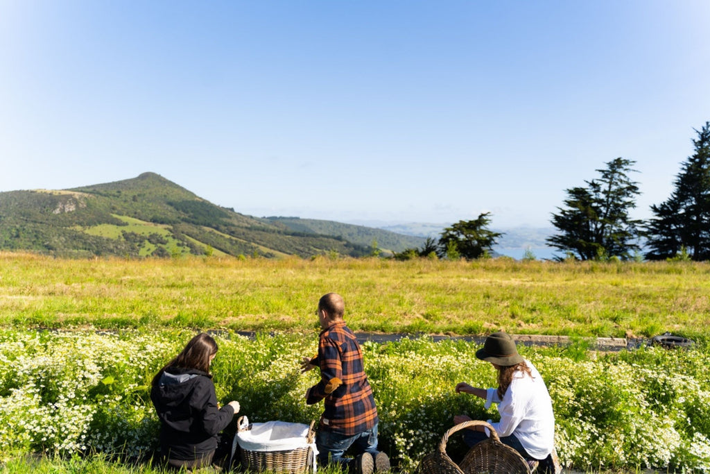 Who Are We - Everything You Need To Know About Wild Dispensary