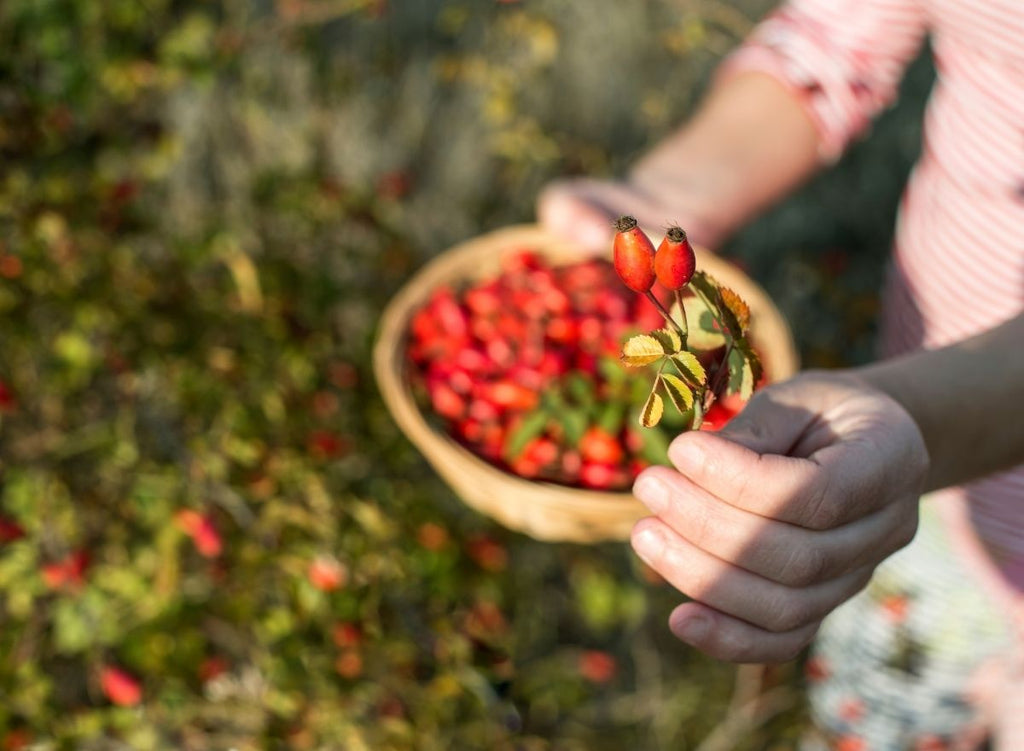 Autumn Foraging - 6 Wild Foods You Can Find This Season