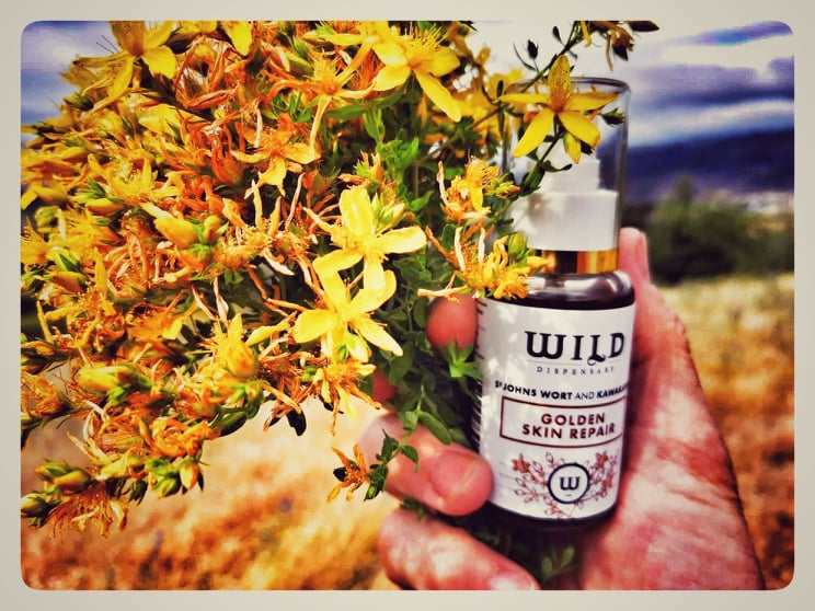 St Johns Wort Harvest