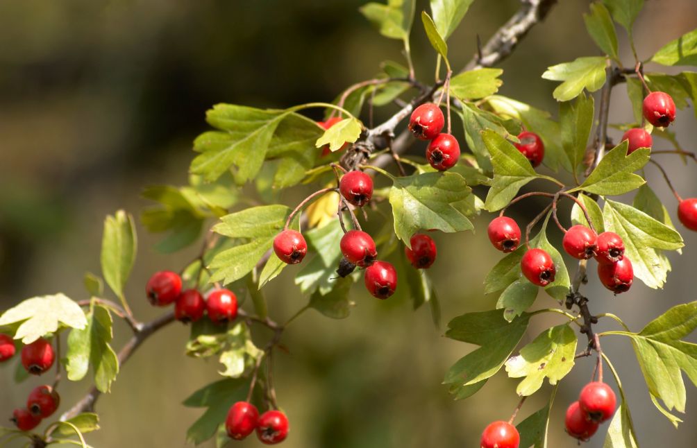 5 Powerful Herbs For Heart Health: Cardiovascular Wellness Naturally