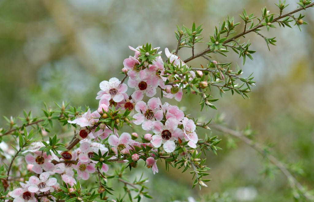 4 Facts About New Zealand's Mānuka Tree