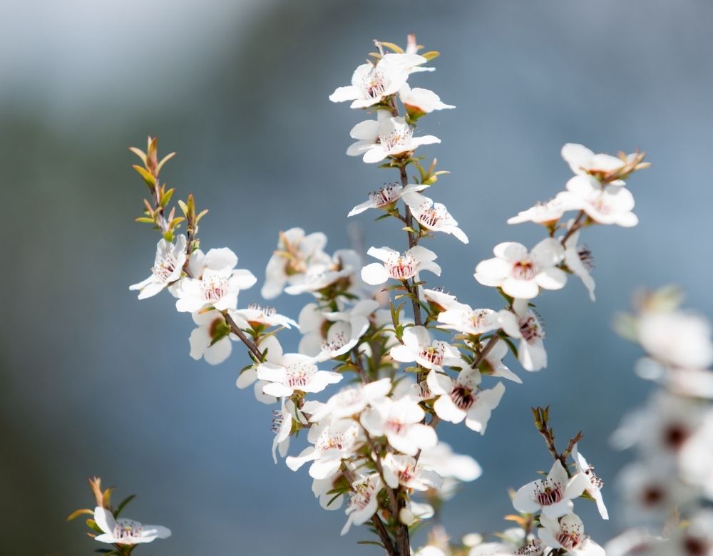 3 Spectacular New Zealand Native Plants And How To Use Them