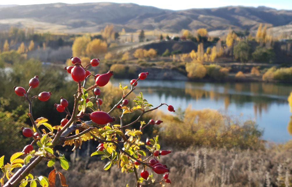 5 Health Benefits Of Rosehips You Need To Know About
