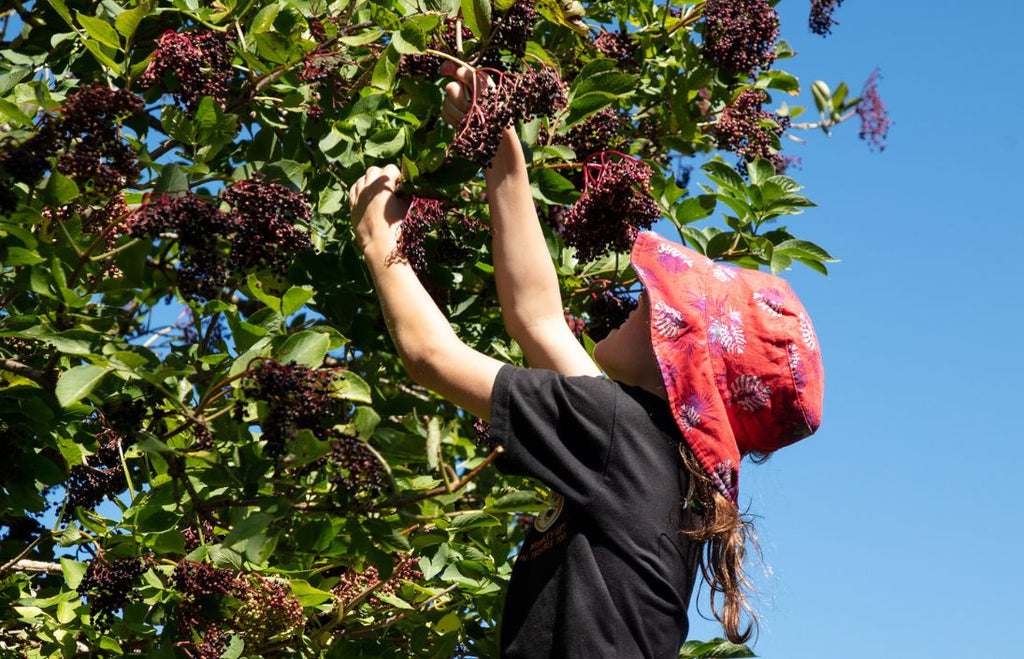 15 Tasty Edible New Zealand Plants You Can Forage