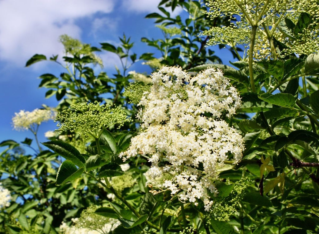 4 Easy Tips On How To Use Elderflower