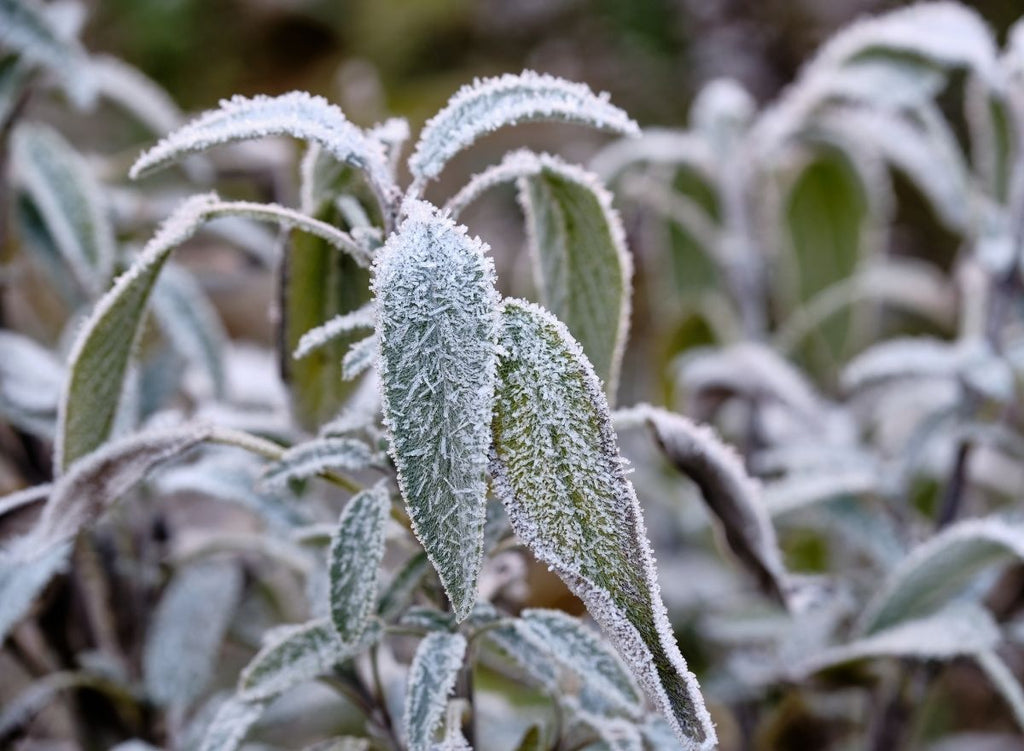 10 Winter Herbs To Keep You Healthy This Season