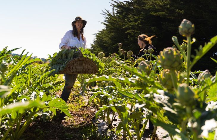 Globe Artichoke: 5 Health Benefits + How To Grow And Use Them