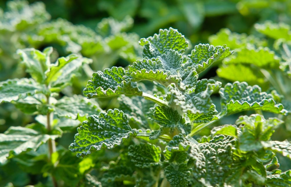 5 Surprising Horehound Benefits - And How You Can Use It