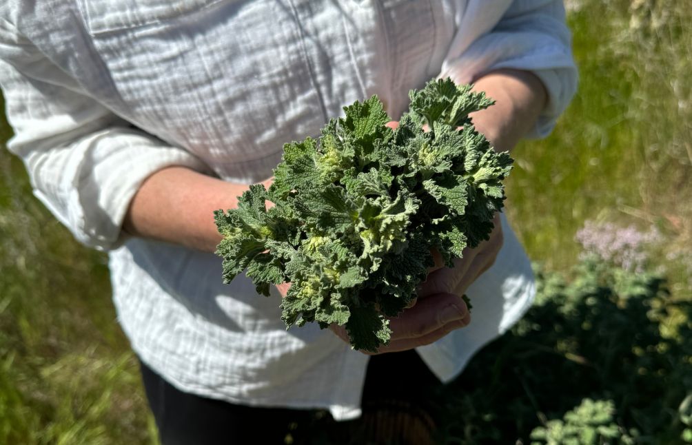 5 Powerful Herbs For Lung Health