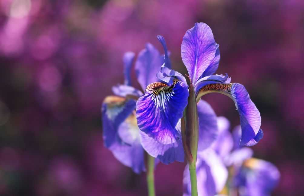 10 Poisonous Plants In New Zealand You Need To Be Careful Of