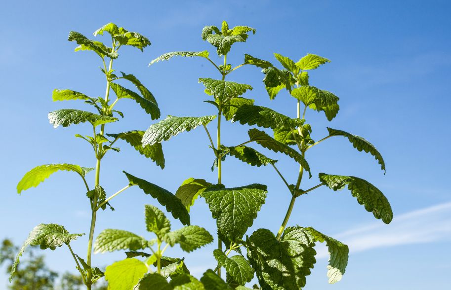 How To Use Lemon Balm For Your Health And Wellbeing