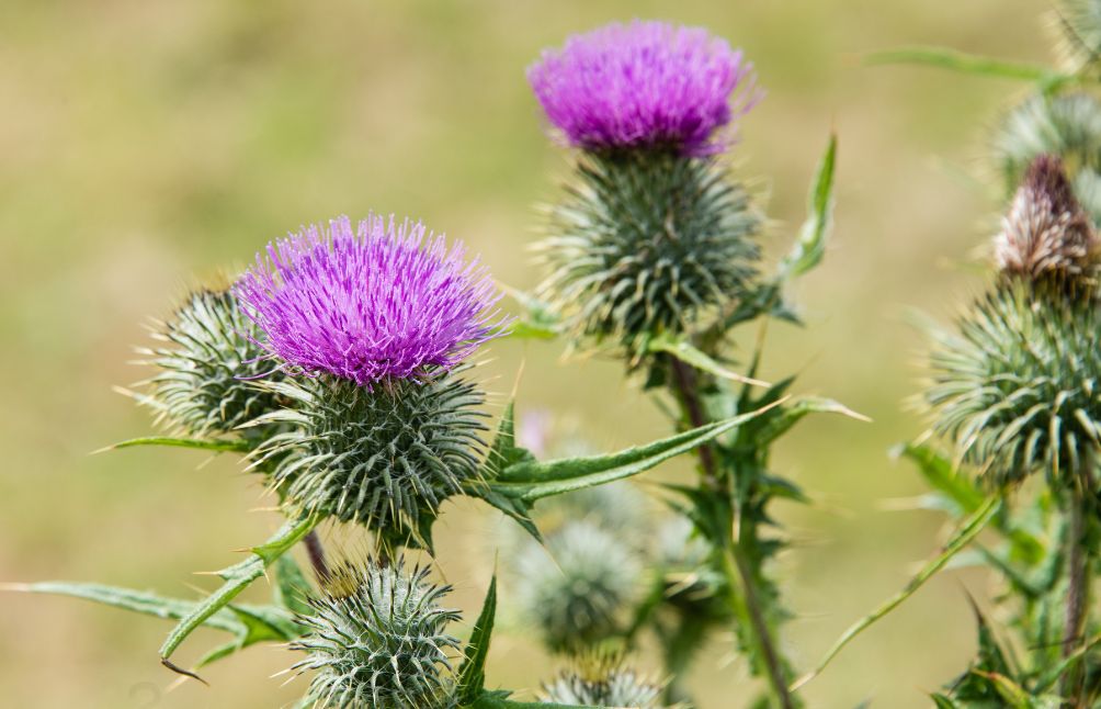 6 Benefits of Milk Thistle + How To Use It At Home