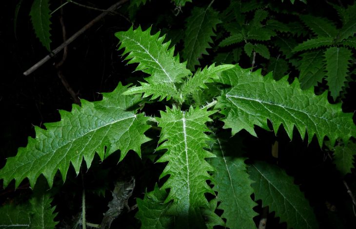 5 Poisonous Native Plants You Need To Know How To Recognise