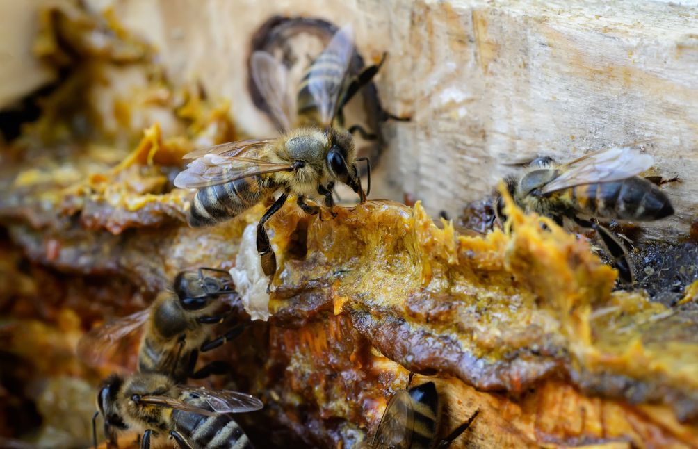 5 Surprising Benefits Of Propolis You Need To Know About