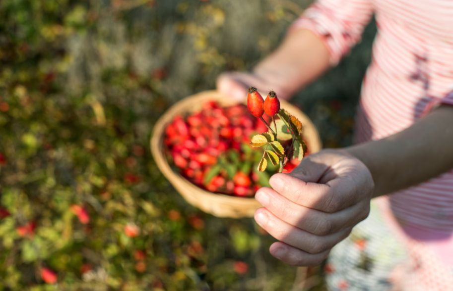 How To Use Rosehips - The Only Guide You’ll Ever Need