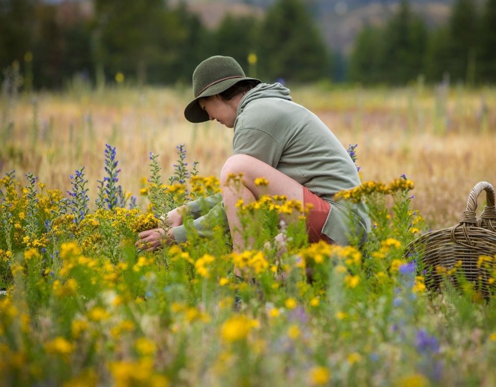 The 5 Most Powerful Mood Boosting Herbs