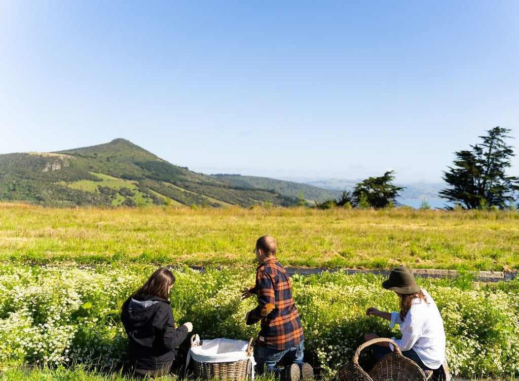 3 Reasons You Need To Switch To New Zealand Organic Products