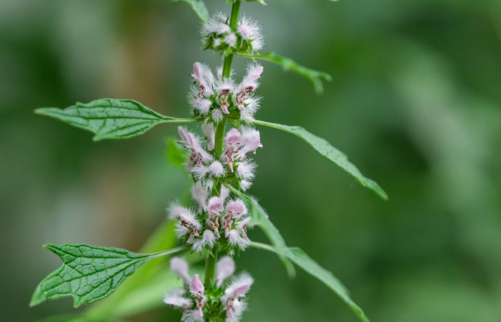 motherwort