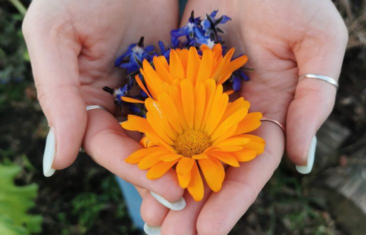 10 Of The Best Edible Flowers In New Zealand You Can Eat And Grow