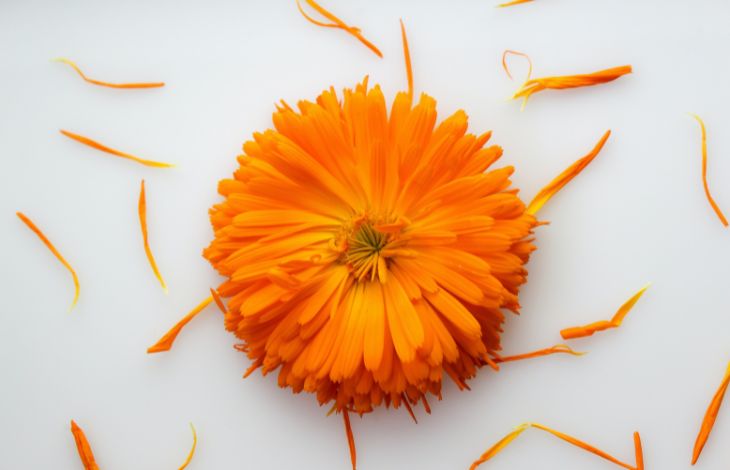 What are the benefits of Calendula flowers?