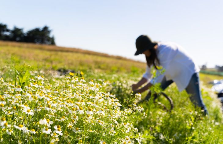 How To Use Fresh Chamomile - A Naturopath's Guide