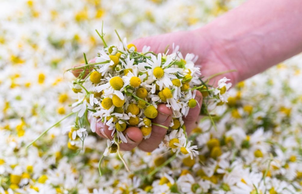 5 Calming Supportive Herbs For ADHD + Other Tips