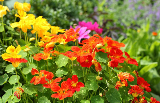 10 Edible Weeds You Can Forage In New Zealand