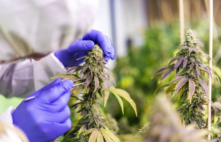 medicinal-cannabis-new-zealand