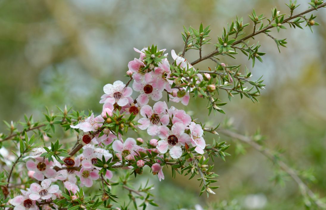 mānuka-tree
