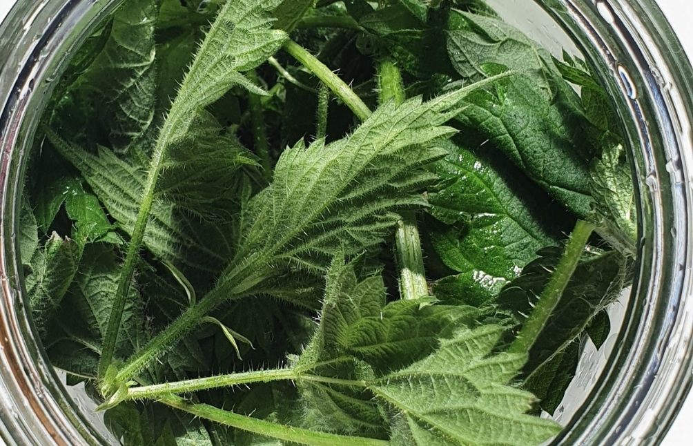 5 Stinging Nettle Recipes + Why This Plant Is So Good For You