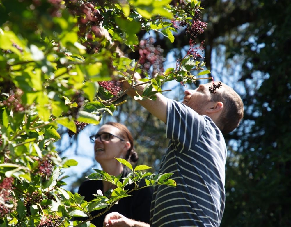 Elderberry Wild Harvest