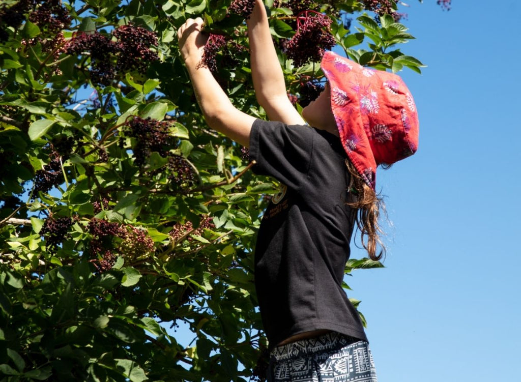 3 Powerful Health Benefits Of Elderberry + What To Look For In A Supplement