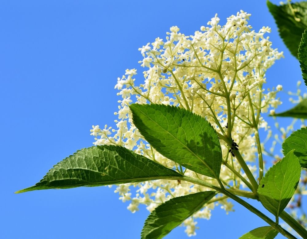 5 Incredible Elderflower Health Benefits