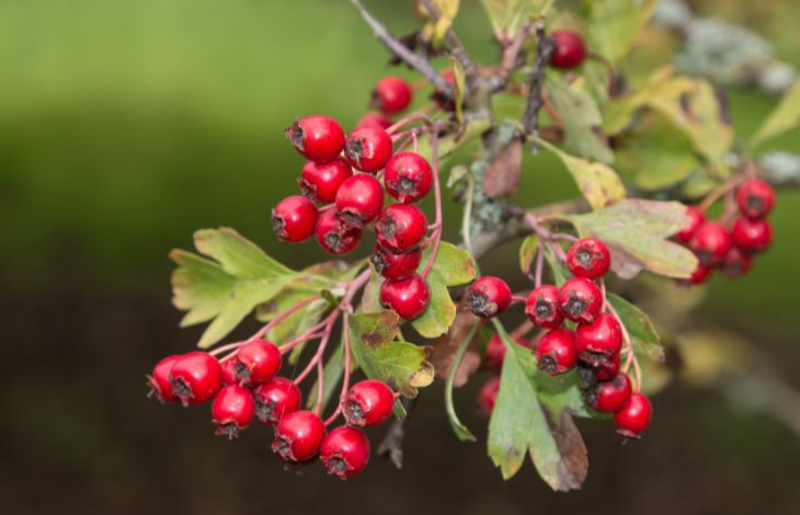 health-benefits-of-hawthorn