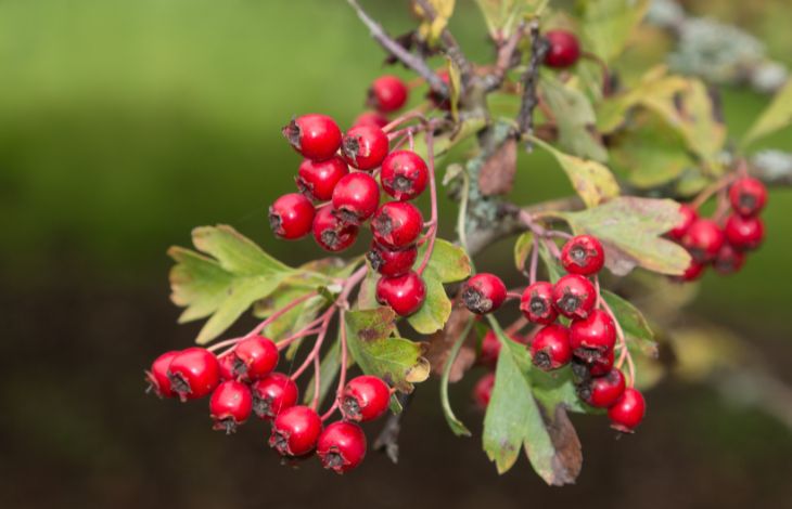 6 Ways To Harness The Health Benefits Of Hawthorn Berries