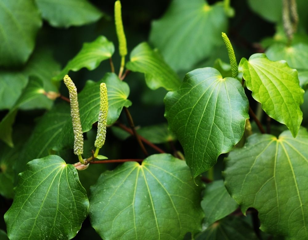 Everything You Need To Know About Kawakawa And 4 Unique Ways To Use It