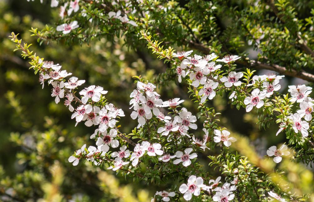 Summer Foraging In New Zealand: 10 Easy Finds This Season