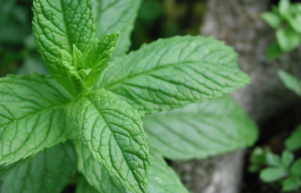 5 Surprising Peppermint Benefits + How To Use It