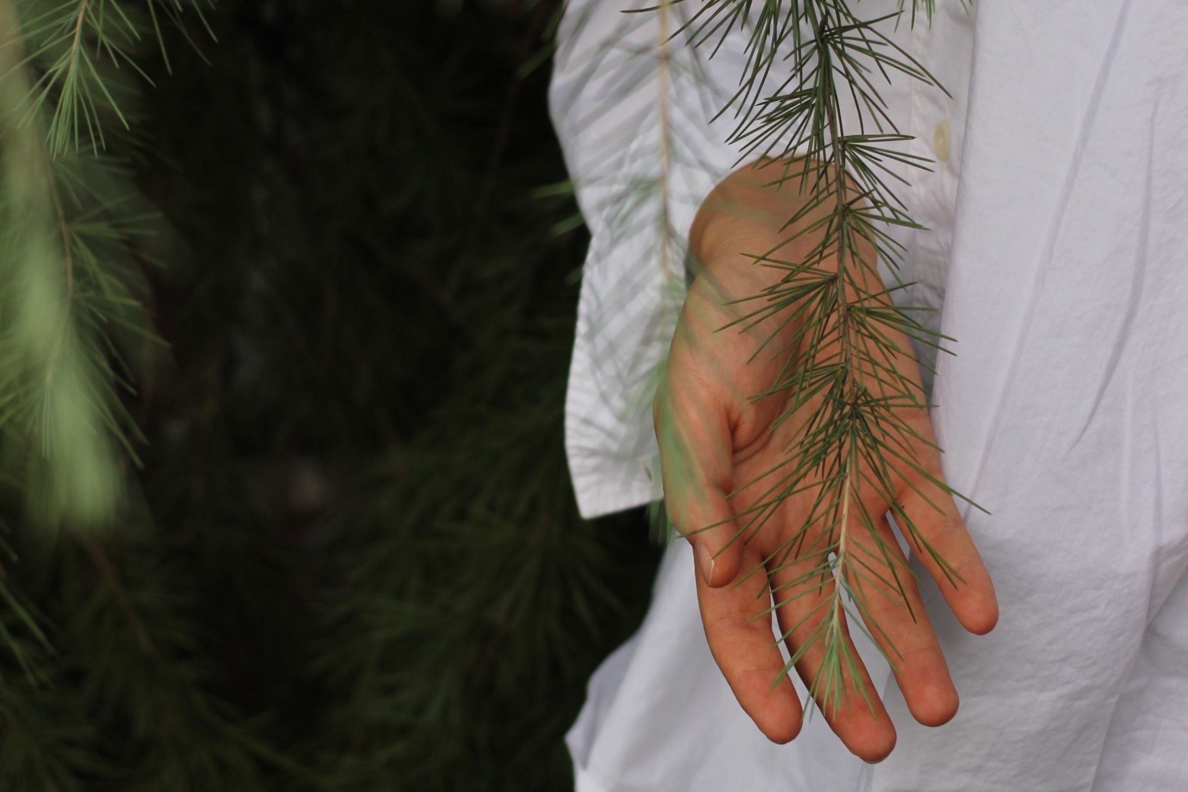 winter-foraged-pine-needles