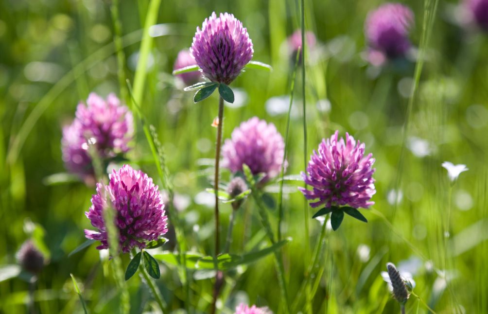 5 Benefits of Red Clover For Menopause Backed By Science