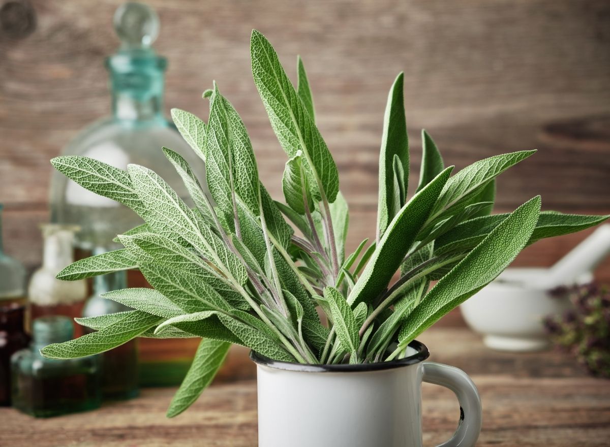 6 Health Benefits Of Sage And How You Can Use It At Home
