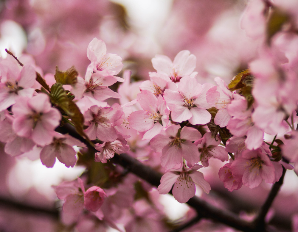 spring-blossom