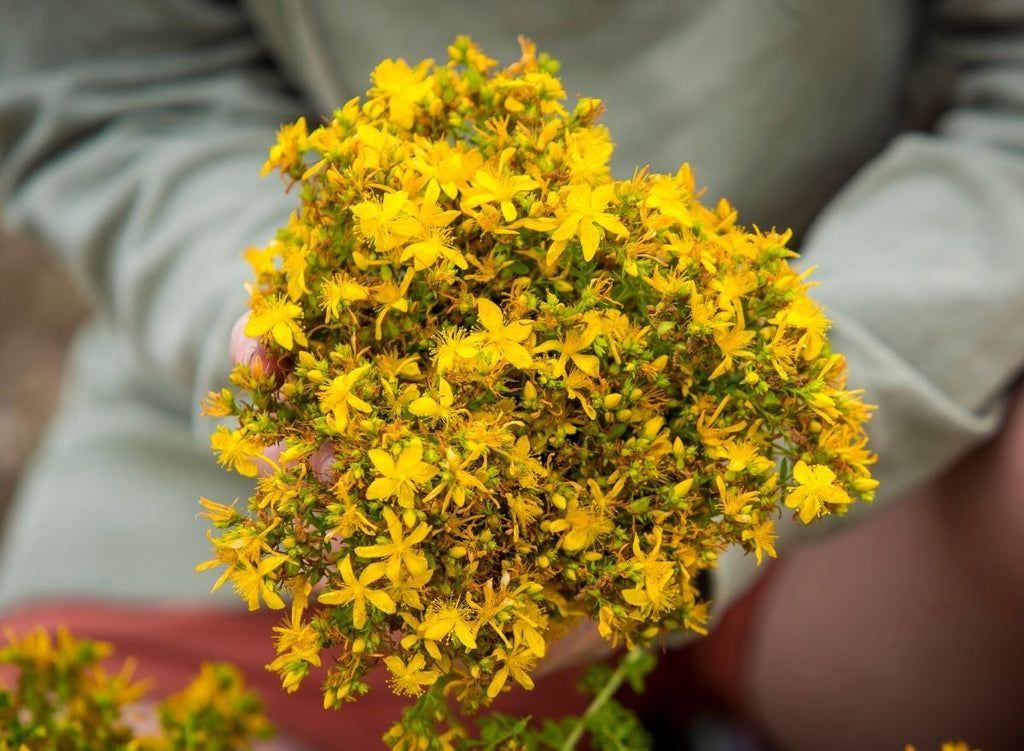 A Naturopath's Top 10 Tips For Taking St. John’s Wort