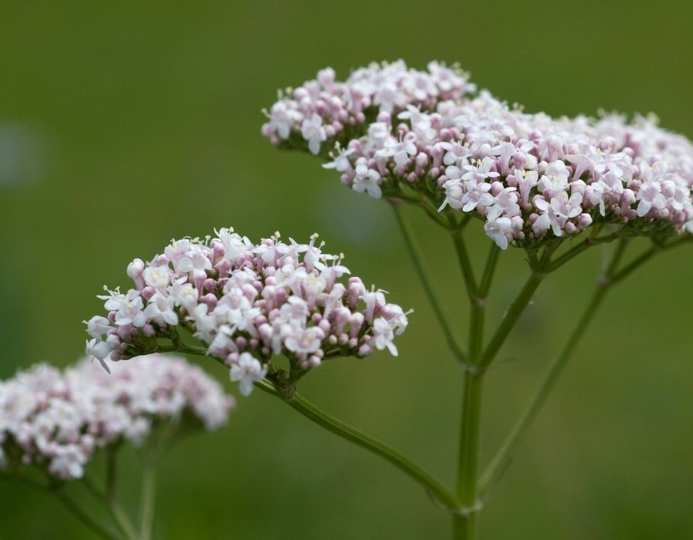 8 Incredible Herbs To Help With Sleep