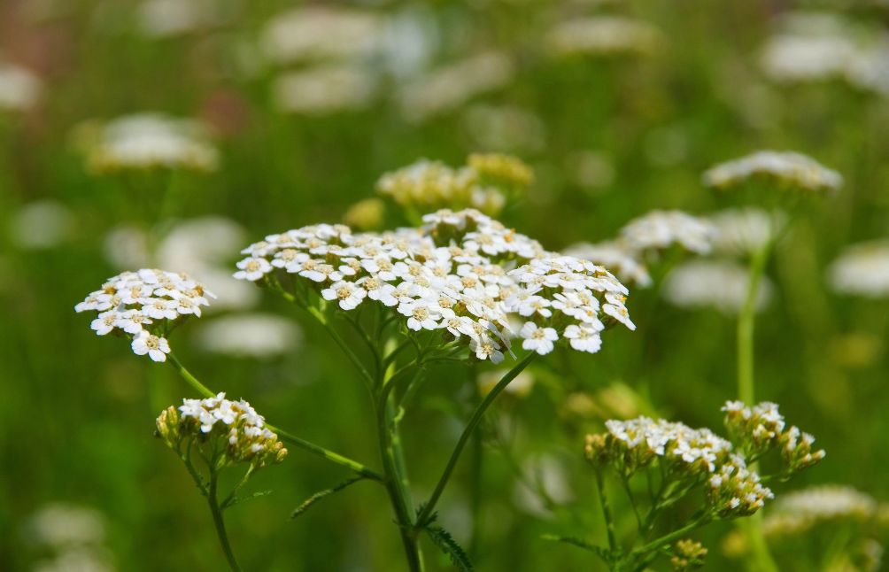 4 Herbs For PMS And Menopause That Every Woman Needs To Know About