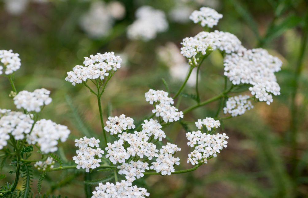 benefits-of-yarrow